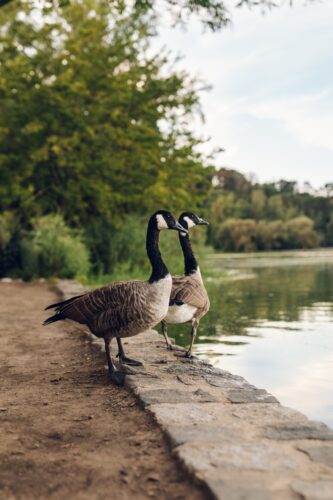 The Day the Geese Vanished